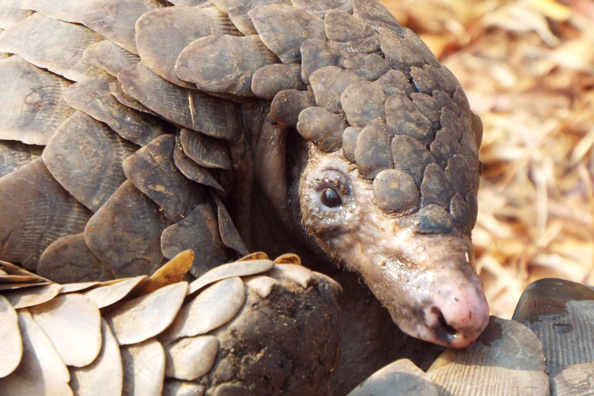 Pangolin Slide