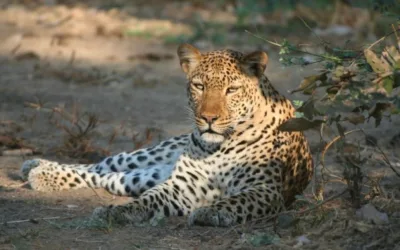 The Cultural Significance of Zambia’s Wildlife: A National Treasure Worth Protecting