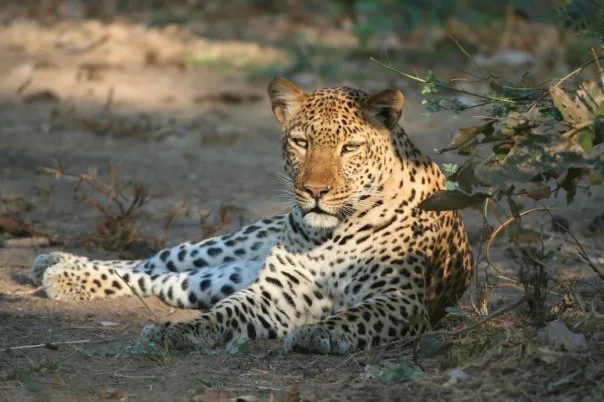 The Cultural Significance of Zambia’s Wildlife: A National Treasure Worth Protecting
