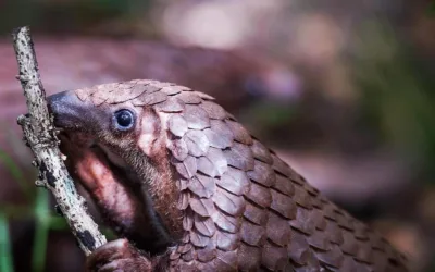 Pangolins! Why the Fuss?