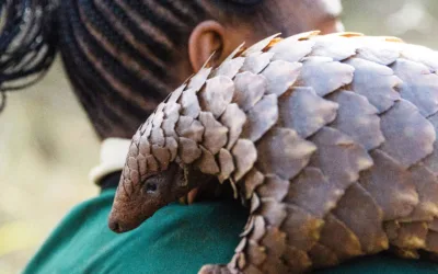 A Day in the Life of a Pangolin Handler: Saving Zambia’s Pangolins One Rehabilitation at a Time