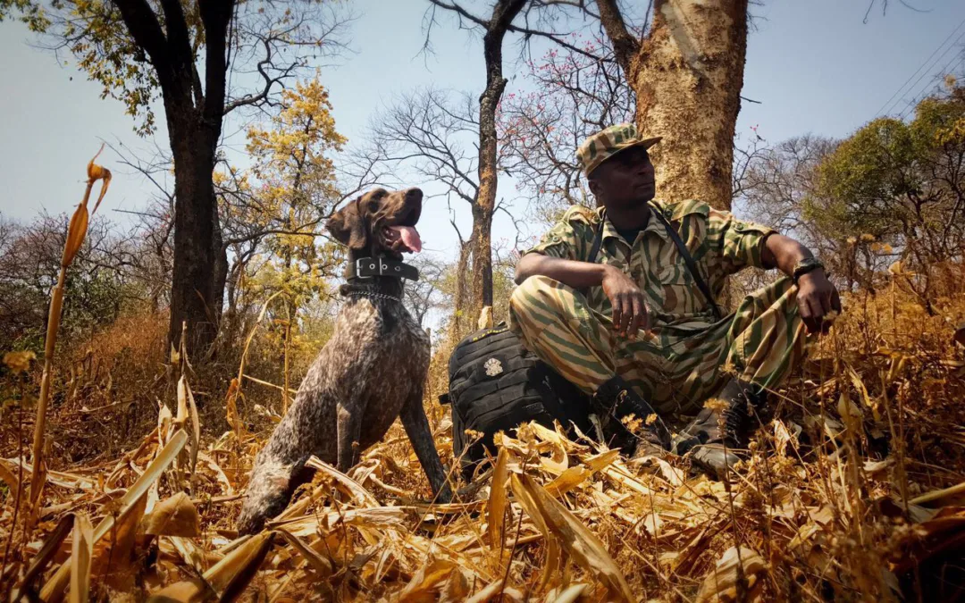 Celebrating a Canine Conservation Hero: K9 Alna Retires After Years of Dedicated Service