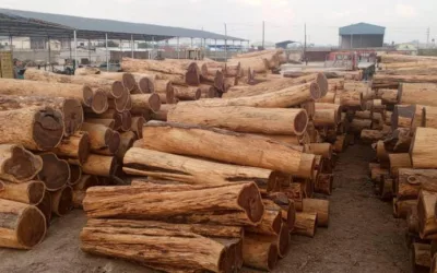 High Court Forfeits $1 Million in Illegal Timber Assets