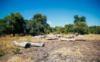 “We Were Paid K20’’- The Human Cost of Zambia’s Illegal Logging Boom