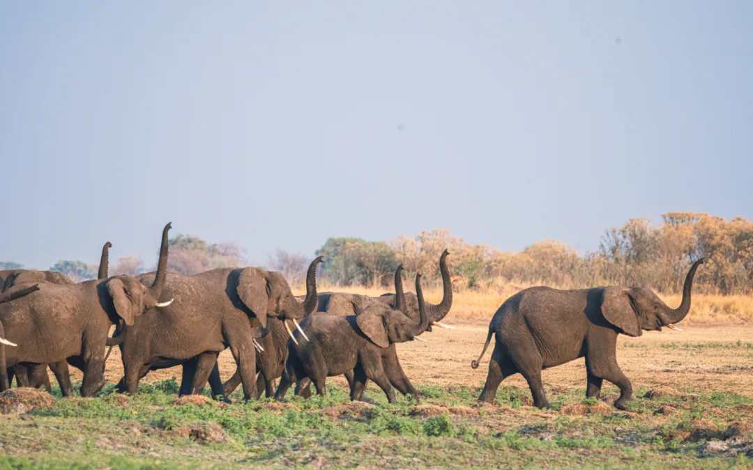 Our Wildlife, Our Responsibility: What You Can Do for Conservation in 2026