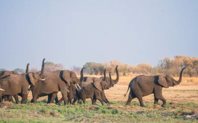 Our Wildlife, Our Responsibility: What You Can Do for Conservation in 2026