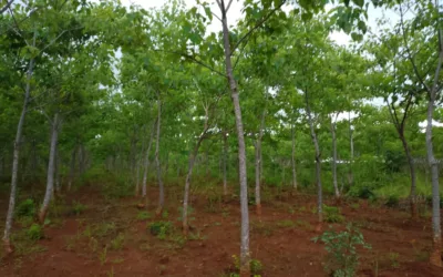 “We Protect the Forest, Others Sell the Carbon”