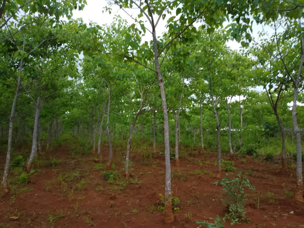 Masupe-Community-Forest-under-Masupe-CFMG