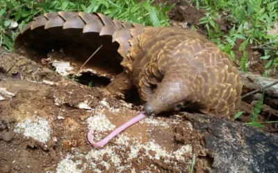 Rising Temperatures: A Growing Threat to Zambia’s Wildlife