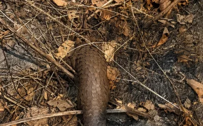 From Awareness to Action: Solwezi Community Helps Save an Endangered Pangolin