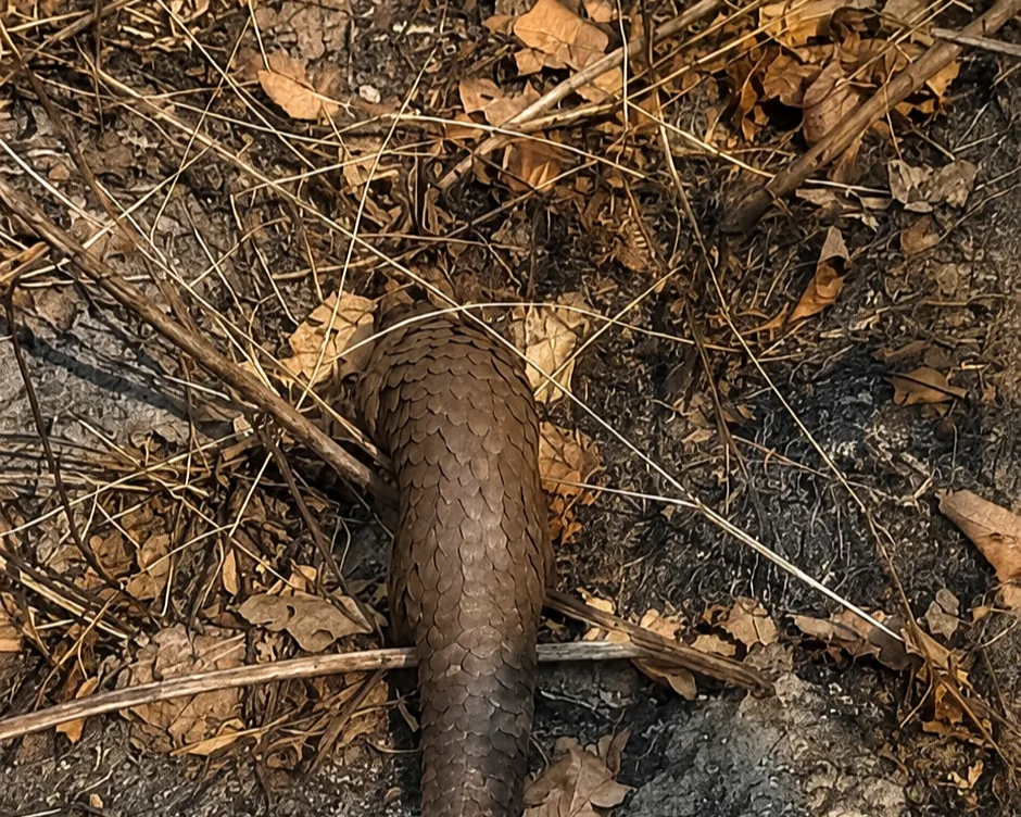 Rescued tree pangolin during its release back into its natural habitat.